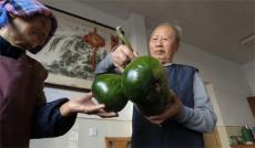 休宁县鹤城乡：南瓜“三胞胎” 众人皆称奇