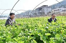 隆回县麻塘山乡特色种植实现农民増收