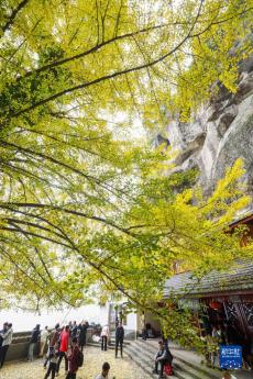 浙江建德：古银杏披上“黄金甲” 初冬美景助力乡村旅游