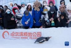 “冰城”哈尔滨：企鹅冰雪巡游引游客