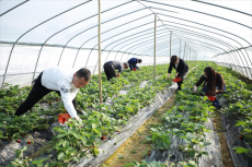 农民丰收｜“甜蜜”上市！今冬第一口草莓你来湖东村尝鲜