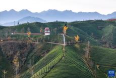湖北鹤峰：乡村茶园振兴新画卷