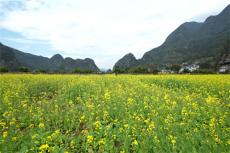 全国油菜花开最早的地方——贵州兴义万峰林