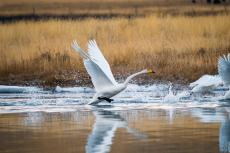 甘肃碌曲：天鹅 “舞动”尕海湿地