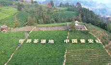 全国早茶大会暨 2024 年“贵州绿茶”第一采活动召开
