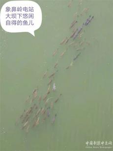 六大河•特写丨牛栏江：象鼻岭电站大坝下的神奇一瞥