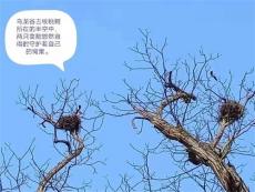 六大河•特写⑧丨乌龙谷：有棵古核桃树