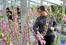 生态桃花朵朵开