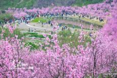 重庆：粉色花海迎春来