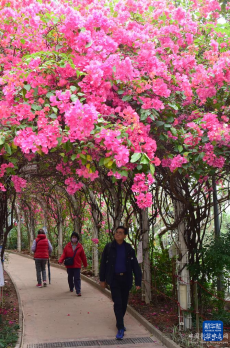 香港：三角梅花盛开