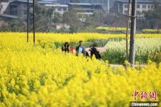 重庆潼南：万亩彩色油菜花迎盛花期 吸引游客踏春游玩
