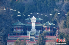 北京颐和园迎来北归的白天鹅