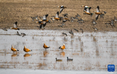 呼和浩特：黄河湿地候鸟多