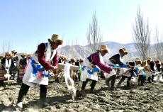 西藏农区迎来年度春耕大典