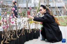 第十届上海市民绿化节暨首届白玉兰文化节举行
