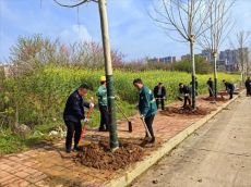 衡南城管：开展义务植树活动，为城市生态添彩