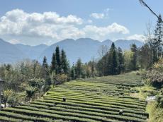 春风送清香 茶园茶厂忙——多地春茶采摘上市