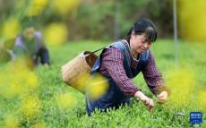 贵州凤冈：“生态茶”产业成村民增收重要产业