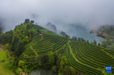 浙江金华：千年贡茶焕发新生 一片茶叶富一方百姓