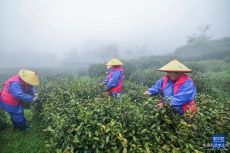 杭州富阳：高山云雾茶进入采收季