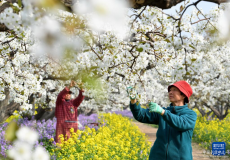 河北晋州：梨乡果农疏花授粉忙