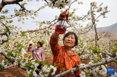 山东沂源：忙碌的“樱桃小镇”