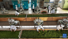 贵州丹寨：生态茶产业助力乡村振兴