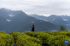 西藏墨脱：茶园飘香富山民