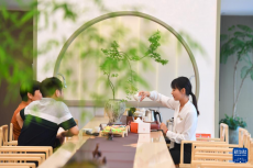 山间片片叶 万里茶飘香