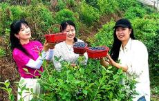 安徽庐江：蓝莓丰收采摘忙