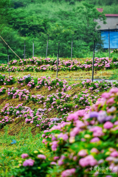 周末不忙 去趟衡阳｜珠晖区：文旅新名片 绣球花迎客