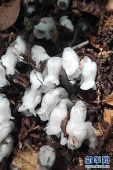 云南凤庆：近危级珍稀植物水晶兰再次现身