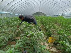 休宁县流口镇：菌蔬轮作谋突破  多元产业助振兴