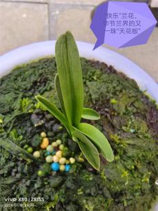 六大河报道 | 看雷哥的“快乐”兰花