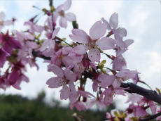 组图｜衡阳市珠晖区：云鹫峰下樱花开 赏花游客纷至来