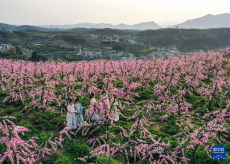 贵州贵定：“花样”翻新撬动“春日经济”