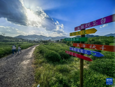 浙江建德：千亩茶园打造假日消费新场景