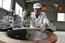 一片茶叶撑起村民“钱袋子”