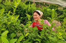 安徽庐江：初夏蓝莓甜