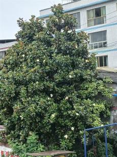 花香清润校园