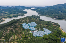 浙江慈溪：杨梅之乡开启丰收季