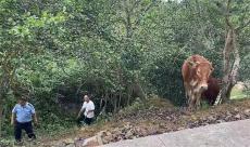 两头耕牛“玩失踪” 警民联动帮找回