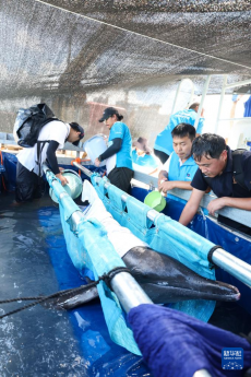 海南三亚：糙齿海豚被成功放归大海