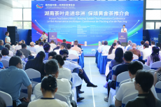 中非经贸博览会：保靖黄金茶迈向“出海”新征程   