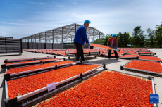 宁夏同心：黄河水润枸杞红