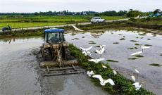 安徽庐江：有机稻米源于生态