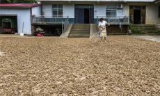 安徽庐江：金蝉花 助增收