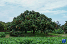 48小时“鲜”达 岭南荔枝香飘迪拜