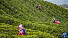 贵州：和美发展 逐绿“黔”行