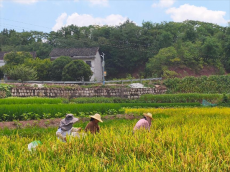 岳屏镇山林村：稻谷收割正当时，农忙绘就振兴景
